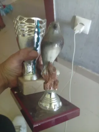 Trofeo 6º Pardillo Amurrio 2022