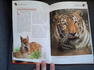 Cazadores reales: felinos