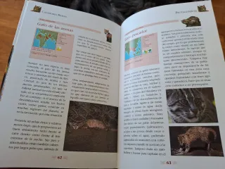 Cazadores reales: felinos
