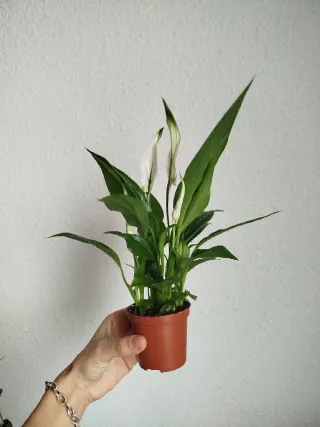 Planta Lirio de la Paz Spatiphyllum Mini
