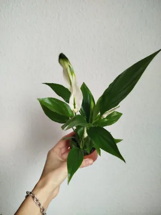 Planta Lirio de la Paz Spatiphyllum Mini