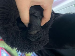 Abrigo mujer pelo negro Apparence.