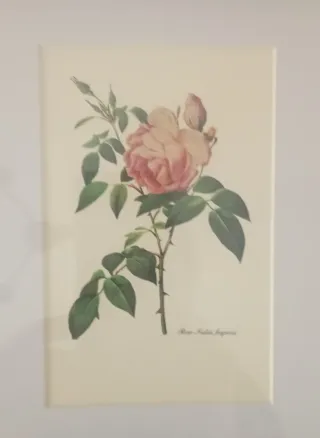 Cornice con 3 Rose di Redouté 40x20