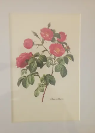 Cornice con 3 Rose di Redouté 40x20