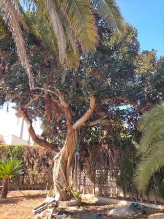 Árbol Ficus