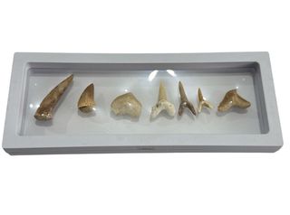 Colección Fósiles Marinos SOLO HOY ESTE PRECIO