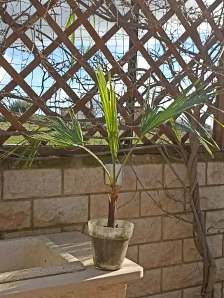 Washingtonia Robusta