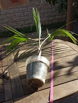 Washingtonia Robusta
