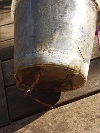 Washingtonia Robusta