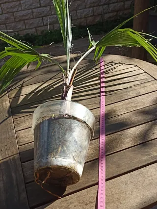 Washingtonia Robusta