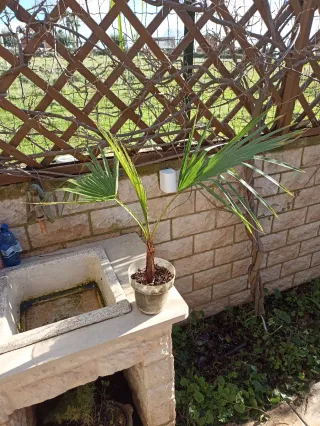 Washingtonia Robusta
