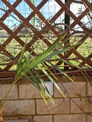 Washingtonia Robusta