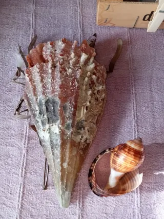 Conchiglia gigante Mar Mediterraneo