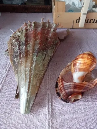 Conchiglia gigante Mar Mediterraneo