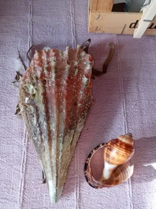 Conchiglia gigante Mar Mediterraneo