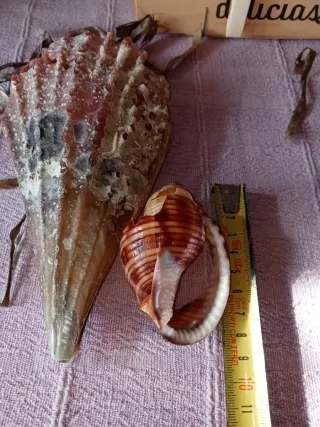 Conchiglia gigante Mar Mediterraneo