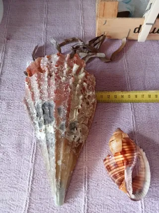 Conchiglia gigante Mar Mediterraneo