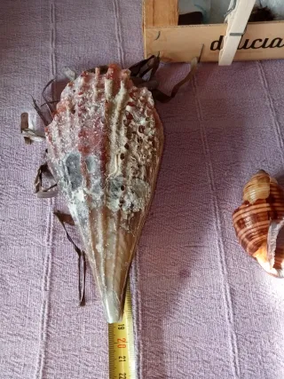 Conchiglia gigante Mar Mediterraneo