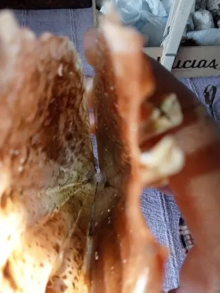 Conchiglia gigante Mar Mediterraneo