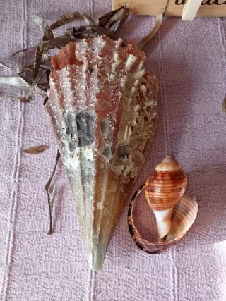 Conchiglia gigante Mar Mediterraneo