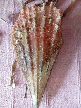 Conchiglia gigante Mar Mediterraneo