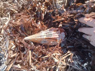 Conchiglia gigante Mar Mediterraneo