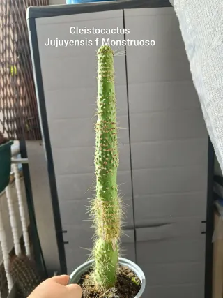 Cleistocactus Jujuyensis f. Monstruoso