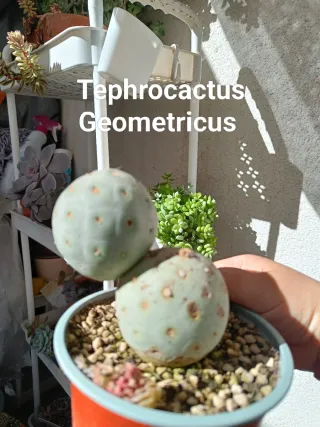 Tephrocactus Geometricus