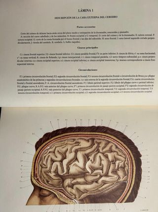 Atlas de anatomia topografica del cerebro.