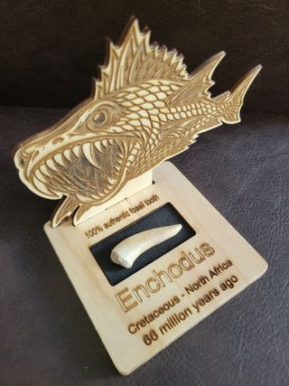 Expositor educativo Enchodus - Diente Fósil