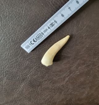 Expositor educativo Enchodus - Diente Fósil