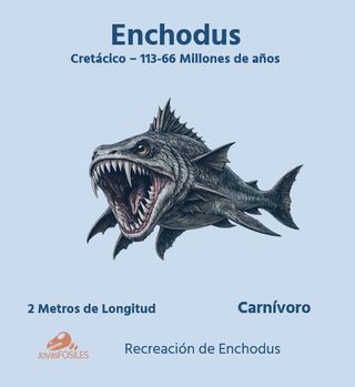Expositor educativo Enchodus - Diente Fósil