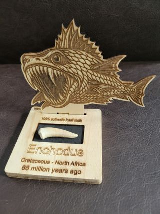 Expositor educativo Enchodus - Diente Fósil
