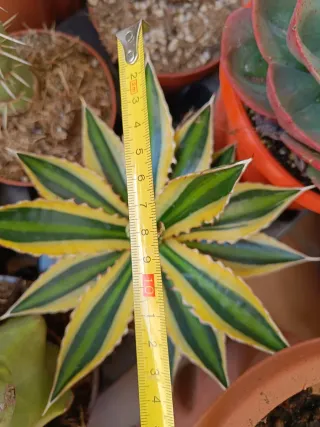 Agave Lophantha Quatricolor