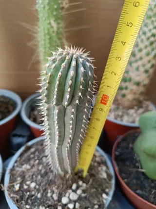 Hoodia Gordinii Planta Suculenta