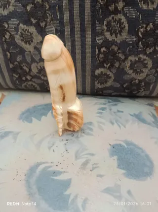 Genitale maschile 9.5 cm