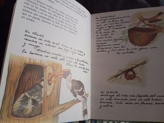 Colección libro secreto de los Gnomos