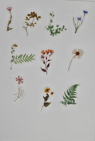 12 Pegatinas Botánicas Plantas Flores