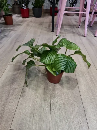 Calathea Orbifolia Planta Interior