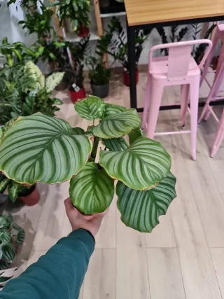 Calathea Orbifolia Planta Interior