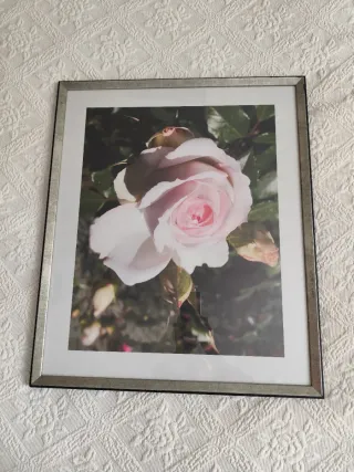 Cuadro Rosa Marco Madera y Metal