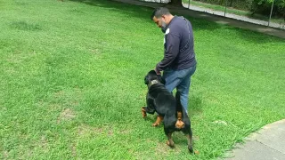 Paseos y adiestramiento canino