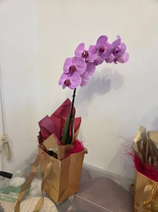 Orquídea morada en maceta dorada