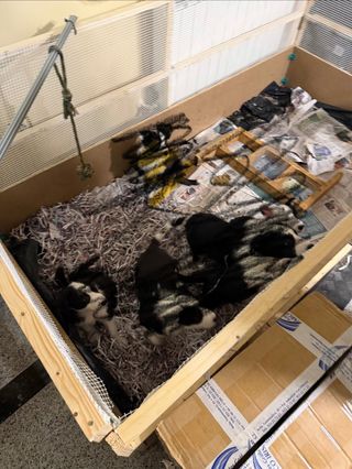 Recinto para cachorros madera y plástico