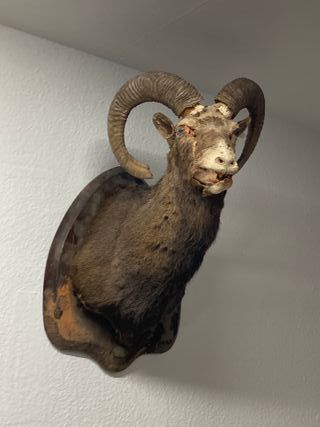 Cabeza decorativa de carnero