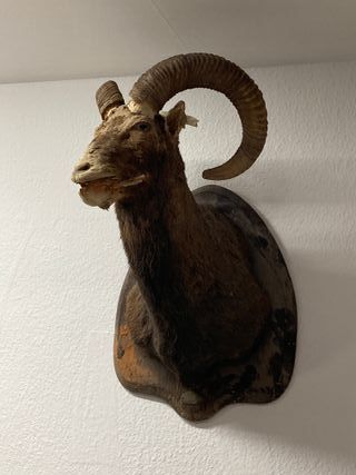 Cabeza decorativa de carnero