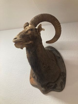 Cabeza decorativa de carnero