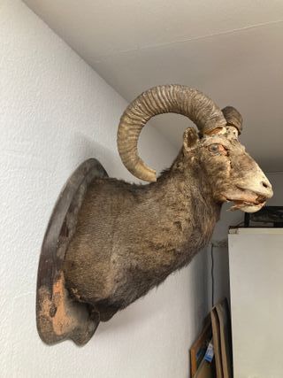 Cabeza decorativa de carnero