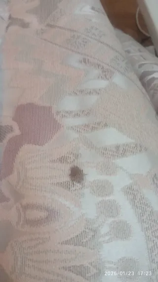 2 Edredones Cama 90cm Beige y 4  Fundas de cojín.