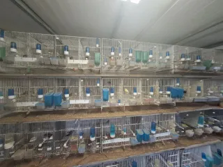 15 gabbie doppie da un metro